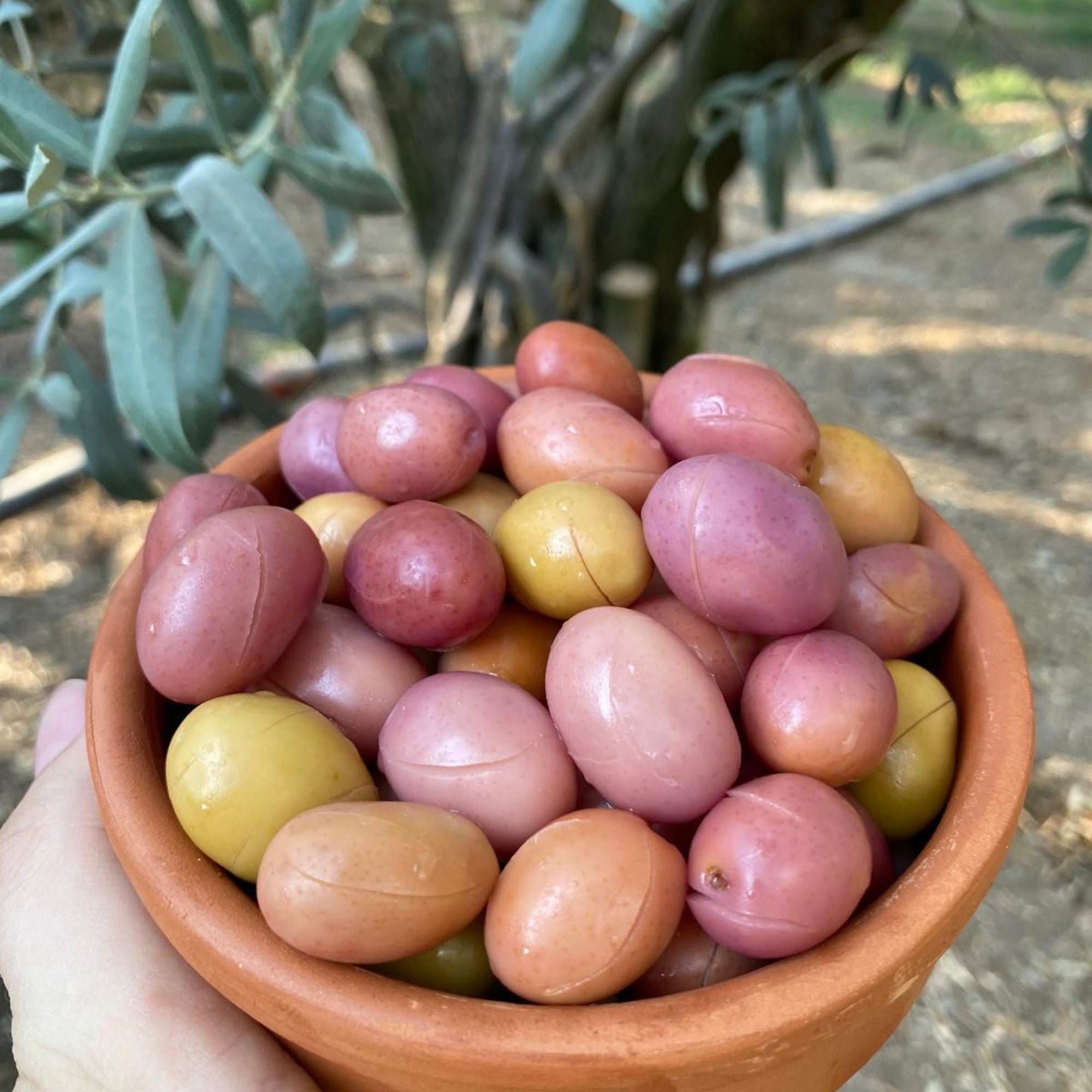 5 kg pembe çizik zeytin