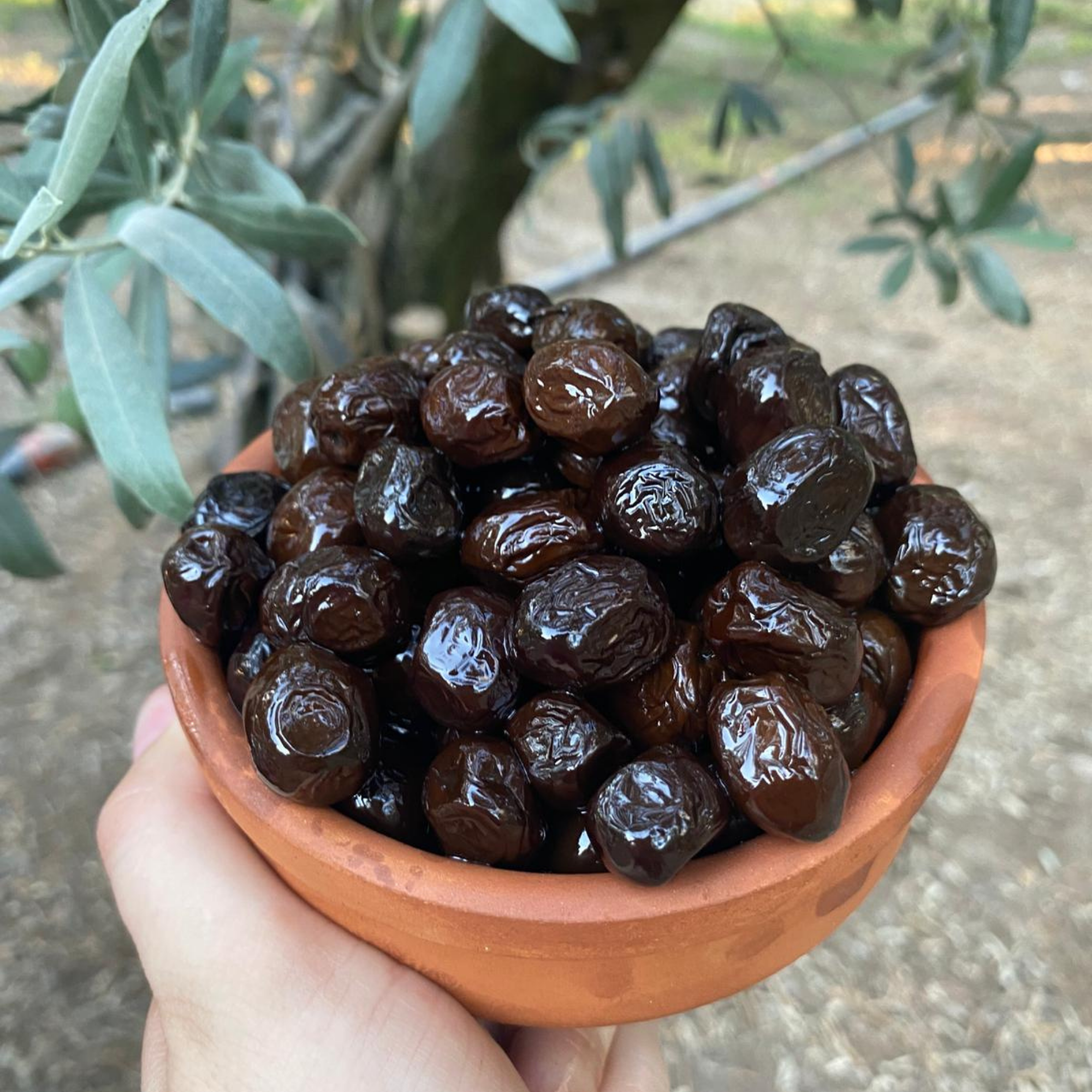 5 kg orta boy yağlı sele zeytin
