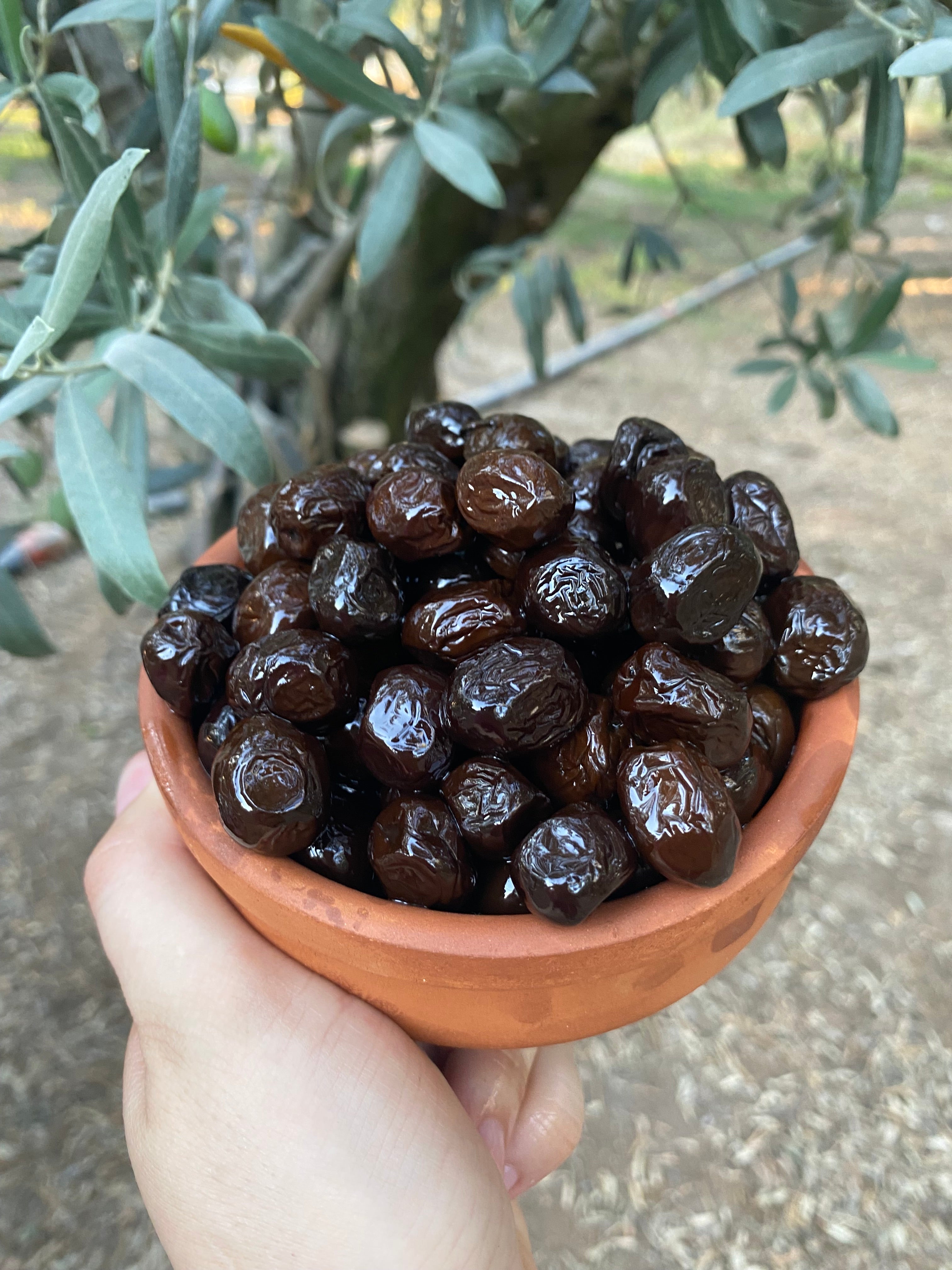 10 kg yağlı sele zeytin